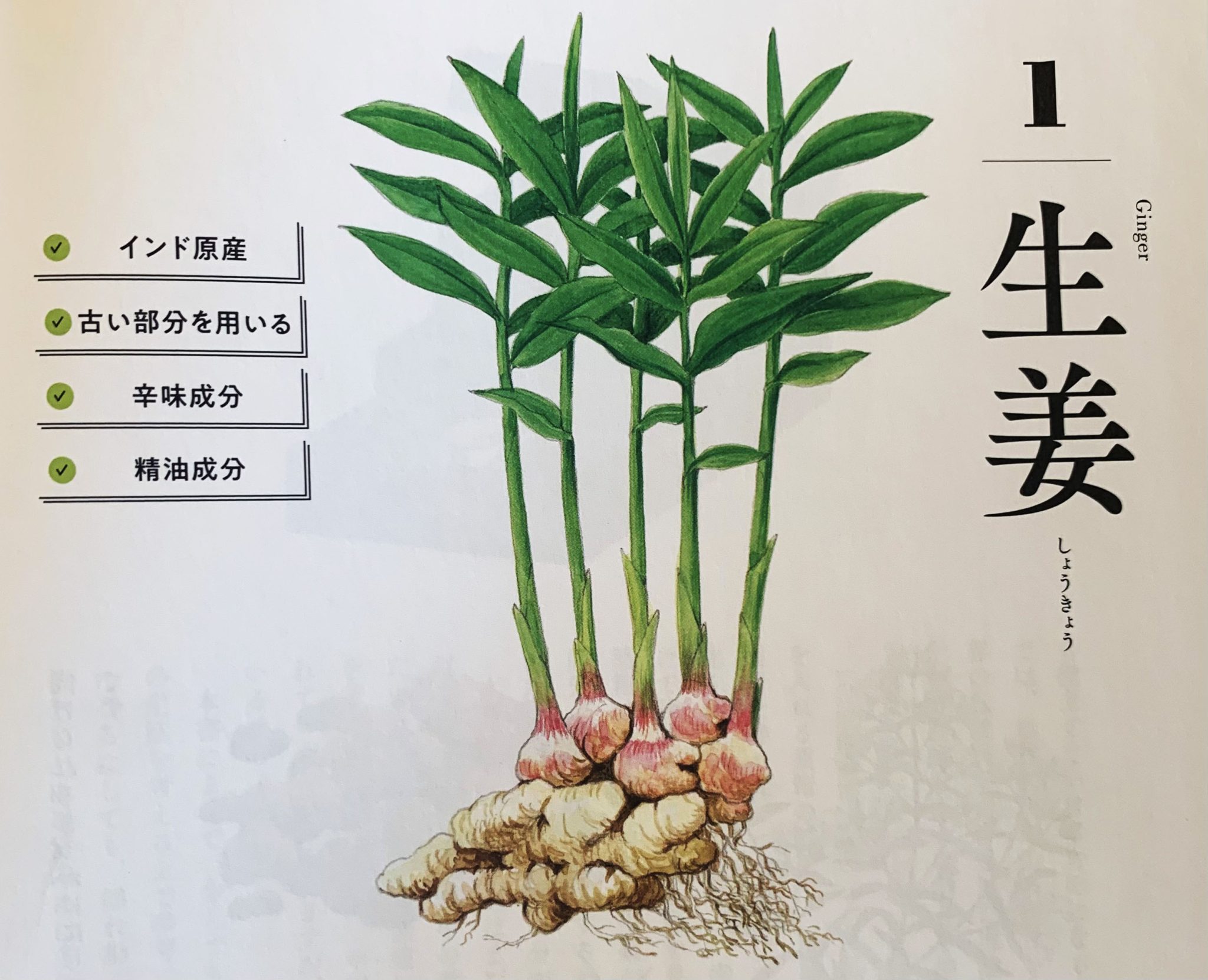 【書籍紹介】今こそ学びたい!界「生薬とからだをつなぐ 自然との調和を目指した生薬の使い方」 | 医道の日本社(公式サイト)~鍼灸、漢方 ...