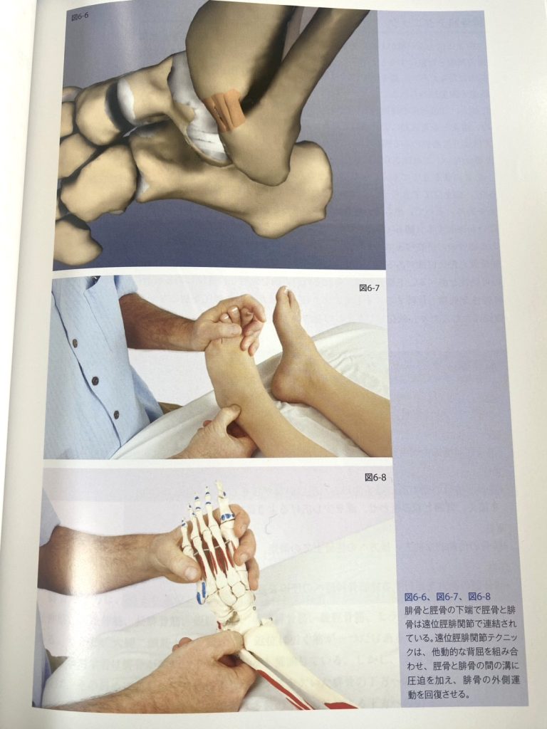 書籍紹介】見て理解し、触れて身につく筋膜リリースを“実践で学べる”一