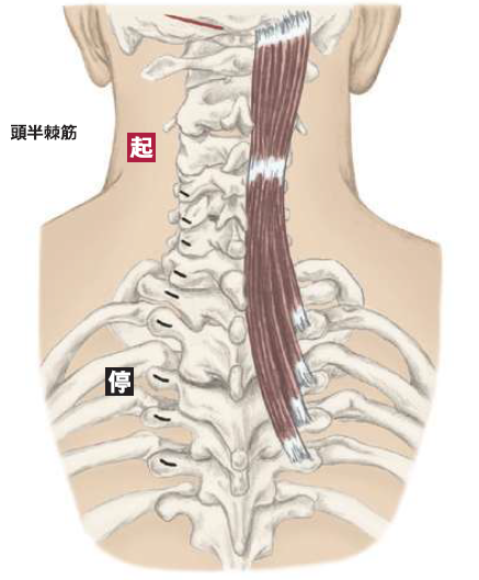 改訂第6版]ボディ・ナビゲーション | 医道の日本社（公式サイト